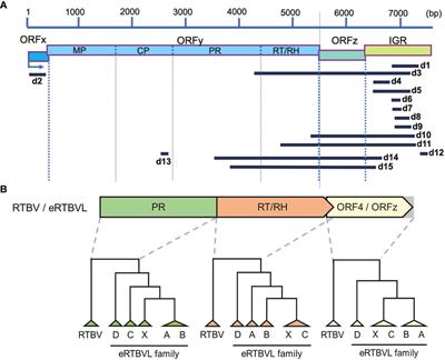 Phylogenetic analysis of endogenous viral elements in the rice genome reveals local chromosomal evolution in Oryza AA-genome species